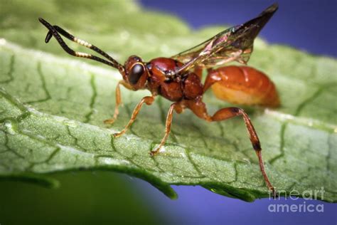 baby wasps pictures